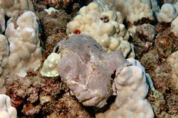Kaui Frogfish - Nikon D70 by Eliot Neumann 